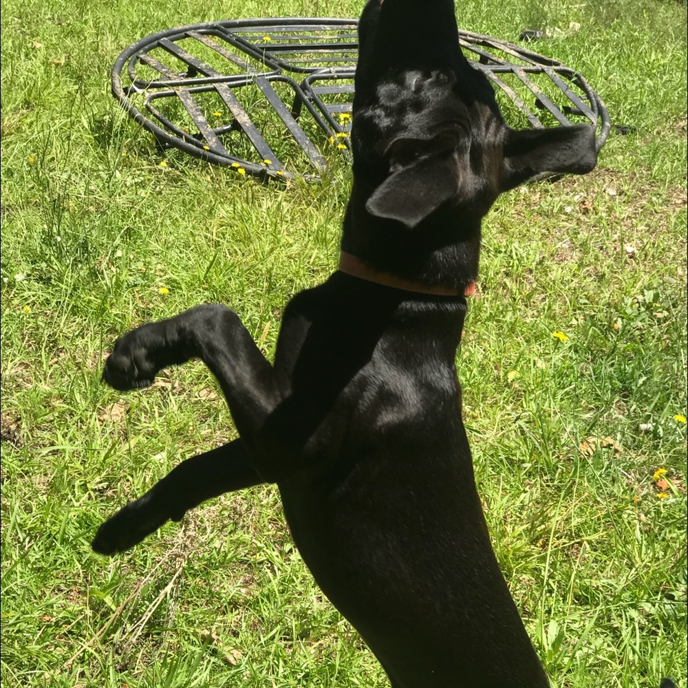 Meet your Posher, Ashlie